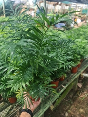 CÂY CAU TIỂU TRÂM ( SIZE LỚN) ,(cao 40cm), cây phong thủy hút tài lộc để bàn mini GIÁ RẺ, lọc không khí, Cây Tươi Nguyên CTN0360