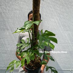 [CHỈ GIAO HOẢ TỐC] CÂY MONSTERA LEO TRƯỞNG THÀNH- SẴN TRỤ ,(cao 80-100cm), cây cảnh decor, cây trang trí nhà nội thất, khoẻ đẹp, GIÁ RẺ, lọc không khí, Cây Tươi Nguyên CTN1549