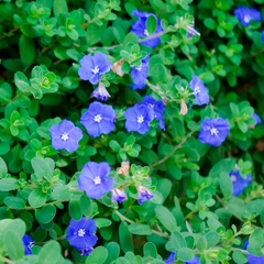 CÂY HOA THANH TÚ, (cao 20cm), Cây cảnh, dễ trồng GIÁ RẺ, nở quanh năm, Cây Tươi Nguyên CTN0300