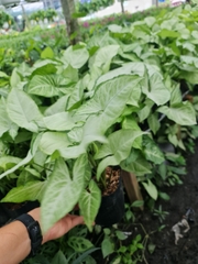 CÂY TRÓC BẠC, (cao 20cm), cây phong thủy hút tài lộc để bàn mini GIÁ RẺ, lọc không khí, Cây Tươi Nguyên CTN0340