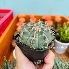 CÂY XƯƠNG RỒNG MINI ĐỒNG GIÁ, Size bé 3~5cm, NHIỀU LOẠI cây trang trí bàn, lọc không khí, dễ trồng, Cây Tươi Nguyên