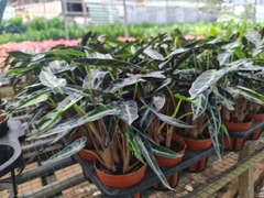 CÂY MÔN QUAN ÂM Loại 4 gốc, (cao 25cm), cây phong thủy hút tài lộc để bàn mini GIÁ RẺ, lọc không khí, Cây Tươi Nguyên CTN0330