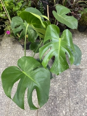 CÂY TRẦU BÀ LÁ XẺ NAM MỸ (MONSTERA) 3 Size,(cao 40-50cm), cây phong thủy hút tài lộc để bàn mini GIÁ RẺ, lọc không khí, Cây Tươi Nguyên CTN0890