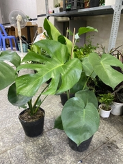 CÂY TRẦU BÀ LÁ XẺ NAM MỸ (MONSTERA) 3 Size,(cao 40-50cm), cây phong thủy hút tài lộc để bàn mini GIÁ RẺ, lọc không khí, Cây Tươi Nguyên CTN0890