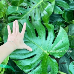 [CHỈ GIAO HOẢ TỐC] CÂY TRẦU BÀ LÁ XẺ NAM MỸ MONSTERA SIZE LỚN, (cao 70-80cm), cây cảnh Decor Trong nhà, Cây Tươi Nguyên