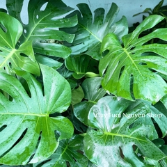 [CHỈ GIAO HOẢ TỐC] CÂY TRẦU BÀ LÁ XẺ NAM MỸ MONSTERA SIZE LỚN, (cao 70-80cm), cây cảnh Decor Trong nhà, Cây Tươi Nguyên
