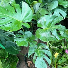 [CHỈ GIAO HOẢ TỐC] CÂY TRẦU BÀ LÁ XẺ NAM MỸ MONSTERA SIZE LỚN, (cao 70-80cm), cây cảnh Decor Trong nhà, Cây Tươi Nguyên