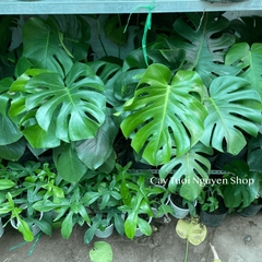 [CHỈ GIAO HOẢ TỐC] CÂY TRẦU BÀ LÁ XẺ NAM MỸ MONSTERA SIZE LỚN, (cao 70-80cm), cây cảnh Decor Trong nhà, Cây Tươi Nguyên