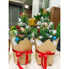 [GIAO HOẢ TỐC] CÂY SƠN TÙNG, (cao 30-40cm), cây Noel mini, cây Noel thật để bàn, cây Giáng sinh, Cây Tươi Nguyên CTN0720