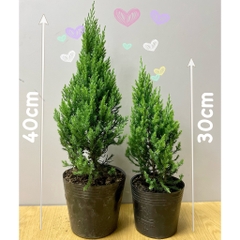 [GIAO HOẢ TỐC] CÂY SƠN TÙNG, (cao 30-40cm), cây Noel mini, cây Noel thật để bàn, cây Giáng sinh, Cây Tươi Nguyên CTN0720