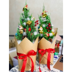 [GIAO HOẢ TỐC] CÂY SƠN TÙNG, (cao 30-40cm), cây Noel mini, cây Noel thật để bàn, cây Giáng sinh, Cây Tươi Nguyên CTN0720