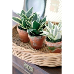 CÂY LƯỠI HỔ BÚP SEN, (cao 10cm), Màu Vàng cây cảnh Trong nhà, kiểng lá mini để bàn Văn phòng đẹp, GIÁ RẺ, Cây Tươi Nguyên