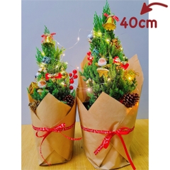 [GIAO HOẢ TỐC] CÂY SƠN TÙNG, (cao 30-40cm), cây Noel mini, cây Noel thật để bàn, cây Giáng sinh, Cây Tươi Nguyên CTN0720