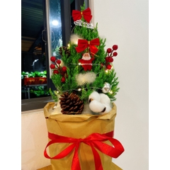 [GIAO HOẢ TỐC] CÂY SƠN TÙNG, (cao 30-40cm), cây Noel mini, cây Noel thật để bàn, cây Giáng sinh, Cây Tươi Nguyên CTN0720