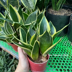CÂY LƯỠI HỔ BÚP SEN, (cao 10cm), Màu Vàng cây cảnh Trong nhà, kiểng lá mini để bàn Văn phòng đẹp, GIÁ RẺ, Cây Tươi Nguyên