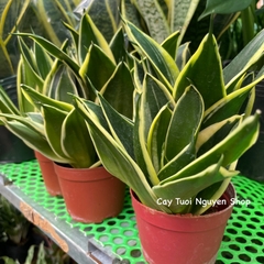 CÂY LƯỠI HỔ BÚP SEN, (cao 10cm), Màu Vàng cây cảnh Trong nhà, kiểng lá mini để bàn Văn phòng đẹp, GIÁ RẺ, Cây Tươi Nguyên