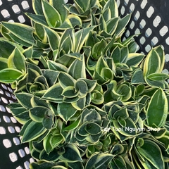 CÂY LƯỠI HỔ BÚP SEN, (cao 10cm), Màu Vàng cây cảnh Trong nhà, kiểng lá mini để bàn Văn phòng đẹp, GIÁ RẺ, Cây Tươi Nguyên