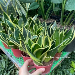 CÂY LƯỠI HỔ BÚP SEN, (cao 10cm), Màu Vàng cây cảnh Trong nhà, kiểng lá mini để bàn Văn phòng đẹp, GIÁ RẺ, Cây Tươi Nguyên