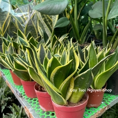 CÂY LƯỠI HỔ BÚP SEN, (cao 10cm), Màu Vàng cây cảnh Trong nhà, kiểng lá mini để bàn Văn phòng đẹp, GIÁ RẺ, Cây Tươi Nguyên