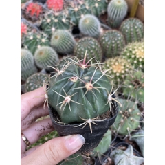 CÂY XƯƠNG RỒNG MINI ĐỒNG GIÁ, Size bé 3~5cm, NHIỀU LOẠI cây trang trí bàn, lọc không khí, dễ trồng, Cây Tươi Nguyên