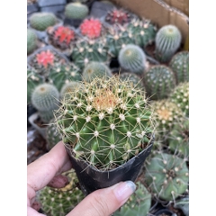 CÂY XƯƠNG RỒNG MINI ĐỒNG GIÁ, Size bé 3~5cm, NHIỀU LOẠI cây trang trí bàn, lọc không khí, dễ trồng, Cây Tươi Nguyên