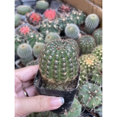 CÂY XƯƠNG RỒNG MINI ĐỒNG GIÁ, Size bé 3~5cm, NHIỀU LOẠI cây trang trí bàn, lọc không khí, dễ trồng, Cây Tươi Nguyên