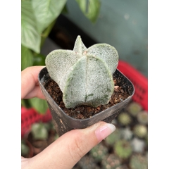 CÂY XƯƠNG RỒNG MINI ĐỒNG GIÁ, Size bé 3~5cm, NHIỀU LOẠI cây trang trí bàn, lọc không khí, dễ trồng, Cây Tươi Nguyên