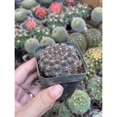 CÂY XƯƠNG RỒNG MINI ĐỒNG GIÁ, Size bé 3~5cm, NHIỀU LOẠI cây trang trí bàn, lọc không khí, dễ trồng, Cây Tươi Nguyên