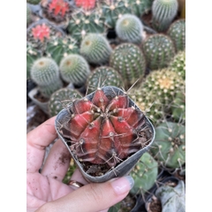 CÂY XƯƠNG RỒNG MINI ĐỒNG GIÁ, Size bé 3~5cm, NHIỀU LOẠI cây trang trí bàn, lọc không khí, dễ trồng, Cây Tươi Nguyên