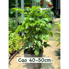 [CHỈ GIAO HCM] CÂY HẠNH PHÚC ,(cao 50cm), cây cảnh Trong nhà, kiểng lá decor đẹp, GIÁ RẺ, lọc không khí, Cây Tươi Nguyên