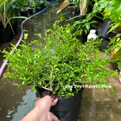 CÂY HOA NGUYỆT QUẾ THÁI SIÊU BÔNG, Hoa CỰC THƠM ,(cao 25cm), Hoa giống cảnh sân vườn, ban công, dễ trồng GIÁ RẺ