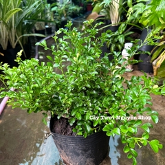 CÂY HOA NGUYỆT QUẾ THÁI SIÊU BÔNG, Hoa CỰC THƠM ,(cao 25cm), Hoa giống cảnh sân vườn, ban công, dễ trồng GIÁ RẺ