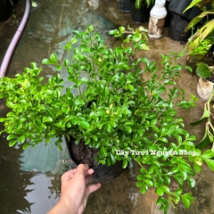 CÂY HOA NGUYỆT QUẾ THÁI SIÊU BÔNG, Hoa CỰC THƠM ,(cao 25cm), Hoa giống cảnh sân vườn, ban công, dễ trồng GIÁ RẺ
