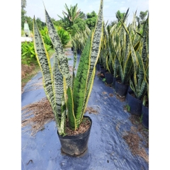 [CHỈ GIAO HOẢ TỐC] CÂY LƯỠI HỔ THÂN CAO VIỀN VÀNG ,(cao 70-90cm), cây cảnh Trong nhà, kiểng lá mini để bàn Văn phòng đẹp