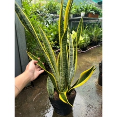 [CHỈ GIAO HOẢ TỐC] CÂY LƯỠI HỔ THÂN CAO VIỀN VÀNG ,(cao 70-90cm), cây cảnh Trong nhà, kiểng lá mini để bàn Văn phòng đẹp