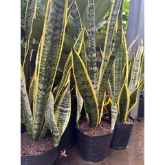 [CHỈ GIAO HOẢ TỐC] CÂY LƯỠI HỔ THÂN CAO VIỀN VÀNG ,(cao 70-90cm), cây cảnh Trong nhà, kiểng lá mini để bàn Văn phòng đẹp