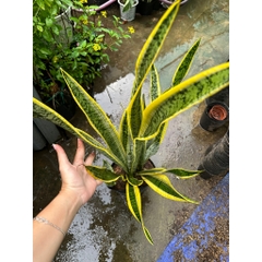 [CHỈ GIAO HOẢ TỐC] CÂY LƯỠI HỔ THÂN CAO VIỀN VÀNG ,(cao 70-90cm), cây cảnh Trong nhà, kiểng lá mini để bàn Văn phòng đẹp