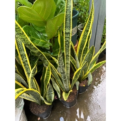 [CHỈ GIAO HOẢ TỐC] CÂY LƯỠI HỔ THÂN CAO VIỀN VÀNG ,(cao 70-90cm), cây cảnh Trong nhà, kiểng lá mini để bàn Văn phòng đẹp