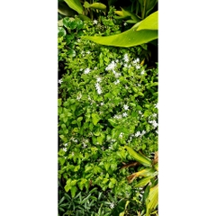 CÂY HOA LÀI HOÀNG GIA, Hoa chùm màu trắng CỰC THƠM ,(cao 30cm), Hoa giống cảnh sân vườn, ban công, dễ trồng GIÁ RẺ