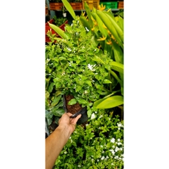 CÂY HOA LÀI HOÀNG GIA, Hoa chùm màu trắng CỰC THƠM ,(cao 30cm), Hoa giống cảnh sân vườn, ban công, dễ trồng GIÁ RẺ
