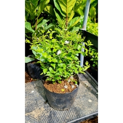 CÂY HOA LÀI HOÀNG GIA, Hoa chùm màu trắng CỰC THƠM ,(cao 30cm), Hoa giống cảnh sân vườn, ban công, dễ trồng GIÁ RẺ