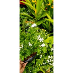 CÂY HOA LÀI HOÀNG GIA, Hoa chùm màu trắng CỰC THƠM ,(cao 30cm), Hoa giống cảnh sân vườn, ban công, dễ trồng GIÁ RẺ