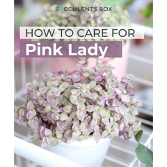 CÂY PINK LADY THÀI LÀI TÍM ,(cao 10cm), cây cảnh decor, cây trang trí nhà nội thất, khoẻ đẹp, GIÁ RẺ, lọc không khí