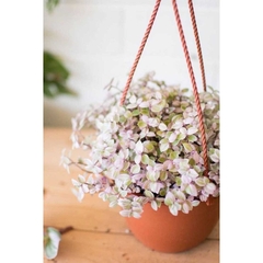 CÂY PINK LADY THÀI LÀI TÍM ,(cao 10cm), cây cảnh decor, cây trang trí nhà nội thất, khoẻ đẹp, GIÁ RẺ, lọc không khí