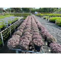 CÂY PINK LADY THÀI LÀI TÍM ,(cao 10cm), cây cảnh decor, cây trang trí nhà nội thất, khoẻ đẹp, GIÁ RẺ, lọc không khí