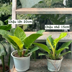 CÂY TRẦU BÀ ĐẾ VƯƠNG Vàng, (cao 35cm), cây phong thủy hút tài lộc để bàn mini GIÁ RẺ, lọc không khí, Cây Tươi Nguyên CTN0020