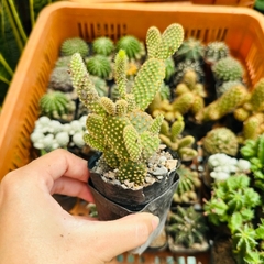 CÂY XƯƠNG RỒNG MINI ĐỒNG GIÁ, Size bé 3~5cm, NHIỀU LOẠI cây trang trí bàn, lọc không khí, dễ trồng, Cây Tươi Nguyên