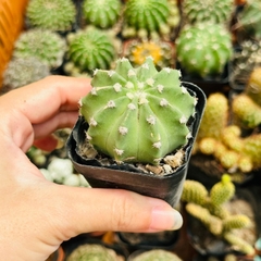 CÂY XƯƠNG RỒNG MINI ĐỒNG GIÁ, Size bé 3~5cm, NHIỀU LOẠI cây trang trí bàn, lọc không khí, dễ trồng, Cây Tươi Nguyên