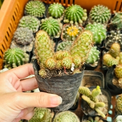 CÂY XƯƠNG RỒNG MINI ĐỒNG GIÁ, Size bé 3~5cm, NHIỀU LOẠI cây trang trí bàn, lọc không khí, dễ trồng, Cây Tươi Nguyên
