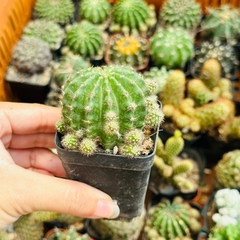 CÂY XƯƠNG RỒNG MINI ĐỒNG GIÁ, Size bé 3~5cm, NHIỀU LOẠI cây trang trí bàn, lọc không khí, dễ trồng, Cây Tươi Nguyên